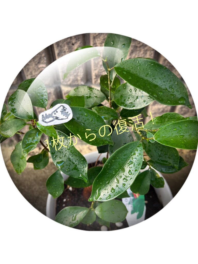 【麻がるエッセイ】ガジュマル🙏でひとり言