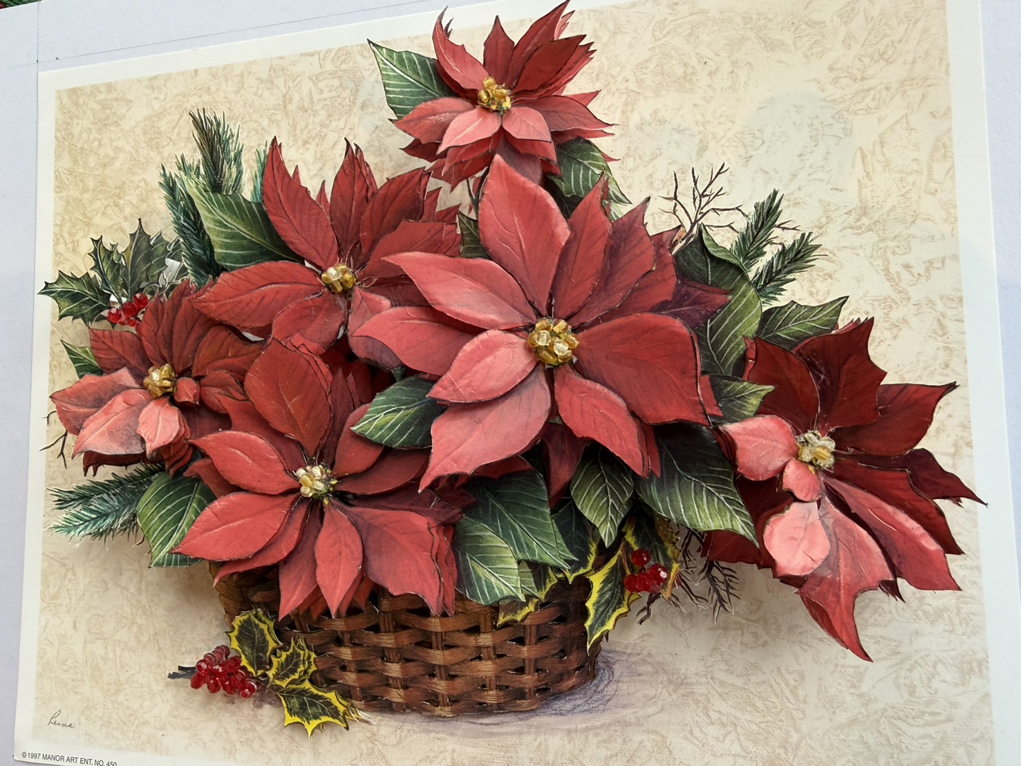 青島さん　ポインセチア